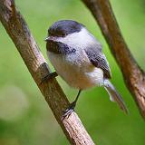 Black-capped Chickadee_53346